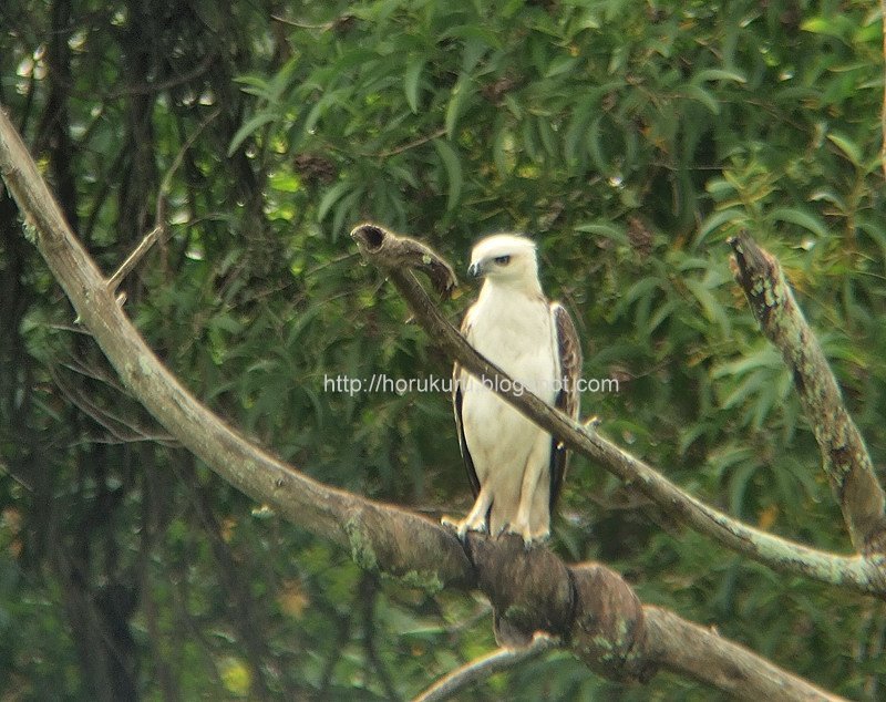 [DSCF9633+changeable+hawk-eagle+pale+morph+2.jpg]