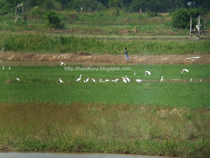 [DSCF9519+cattle+egret.jpg]