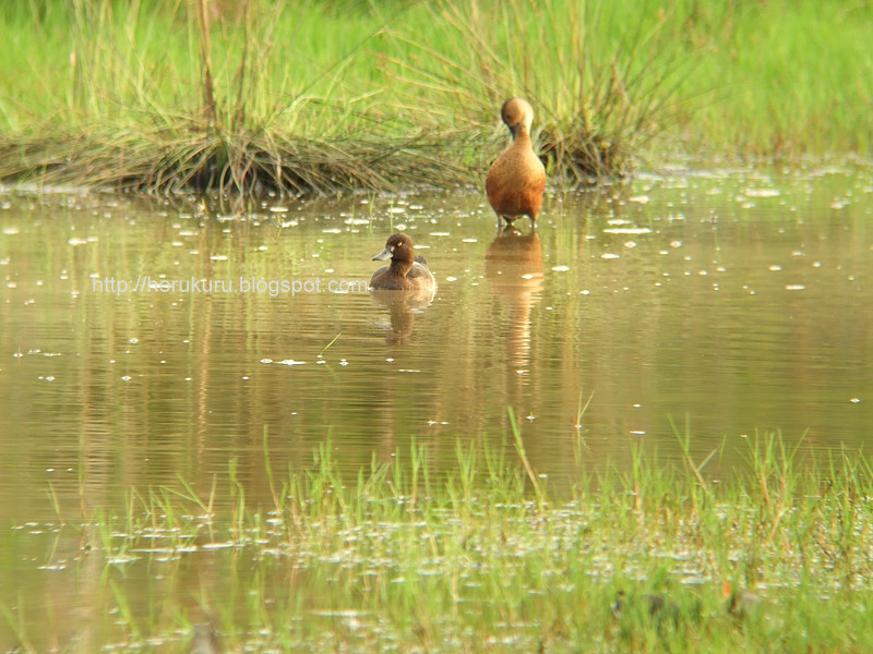[DSCF5263+Tufted+Duck.jpg]
