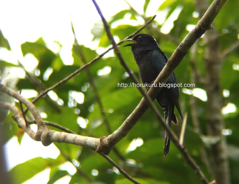 [DSCF2985+Drongo+Cuckoo.jpg]