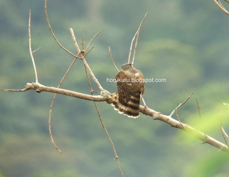 [DSCF3990+Crested+Goshawk.jpg]