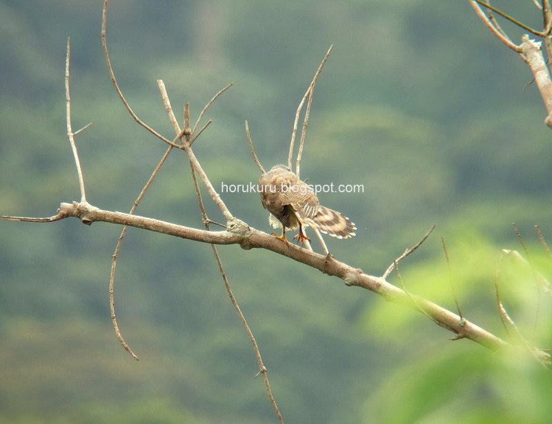 [DSCF3992+Crested+Goshawk.jpg]