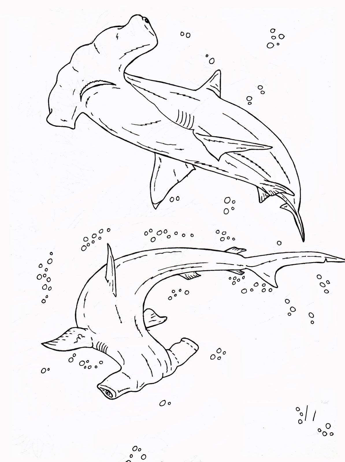 mewarnai binatang isawa-bogor