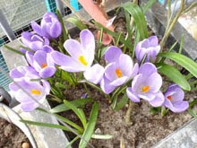 * my garden...by garden I mean my first balconny