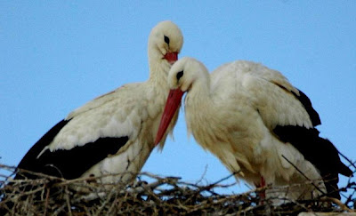 Pareja de cigüeñas