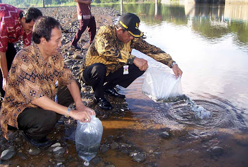 Penebaran 5.000 Benih Ikan di Bendung Boro