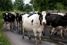 [cows+in+Kilkenny.jpg]