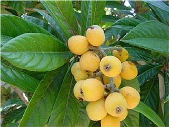[loquat.jpg]