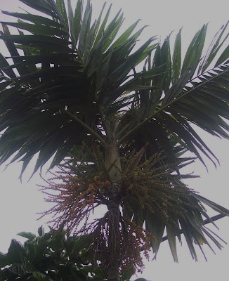 Mimi Liana: Pokok - pokok on my lawn