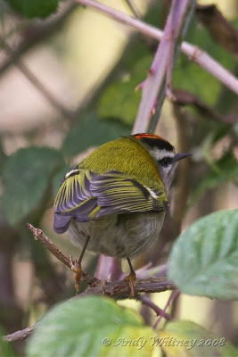 Firecrest