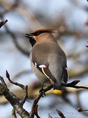 Waxwing