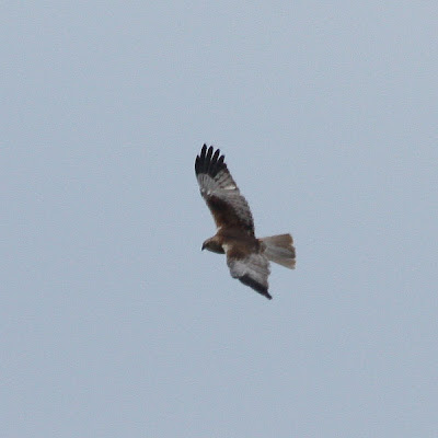 Marsh Harrier