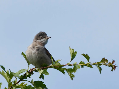 Lesser Whitethroat