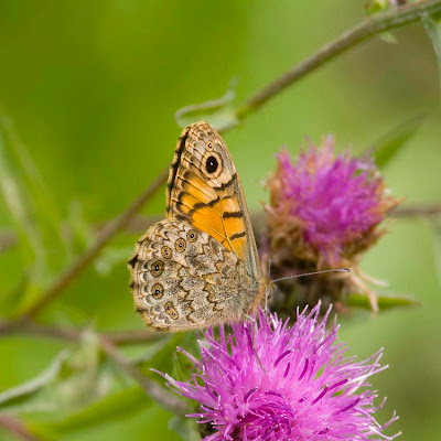 Wall Brown