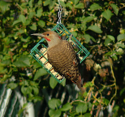 Red/Yellow Shafted Flicker Hybrid