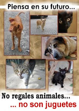 No Regales Animales para Navidad