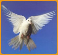[Dove.jpg]
