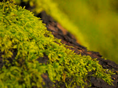 Rain Forest Moss  1/10