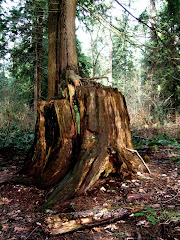 Old Growth 2/09