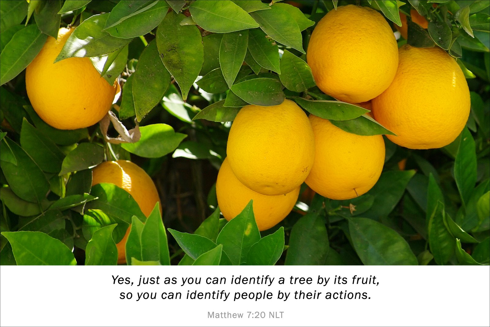 Yes, just as you can identify a tree by its fruit, so you can identify