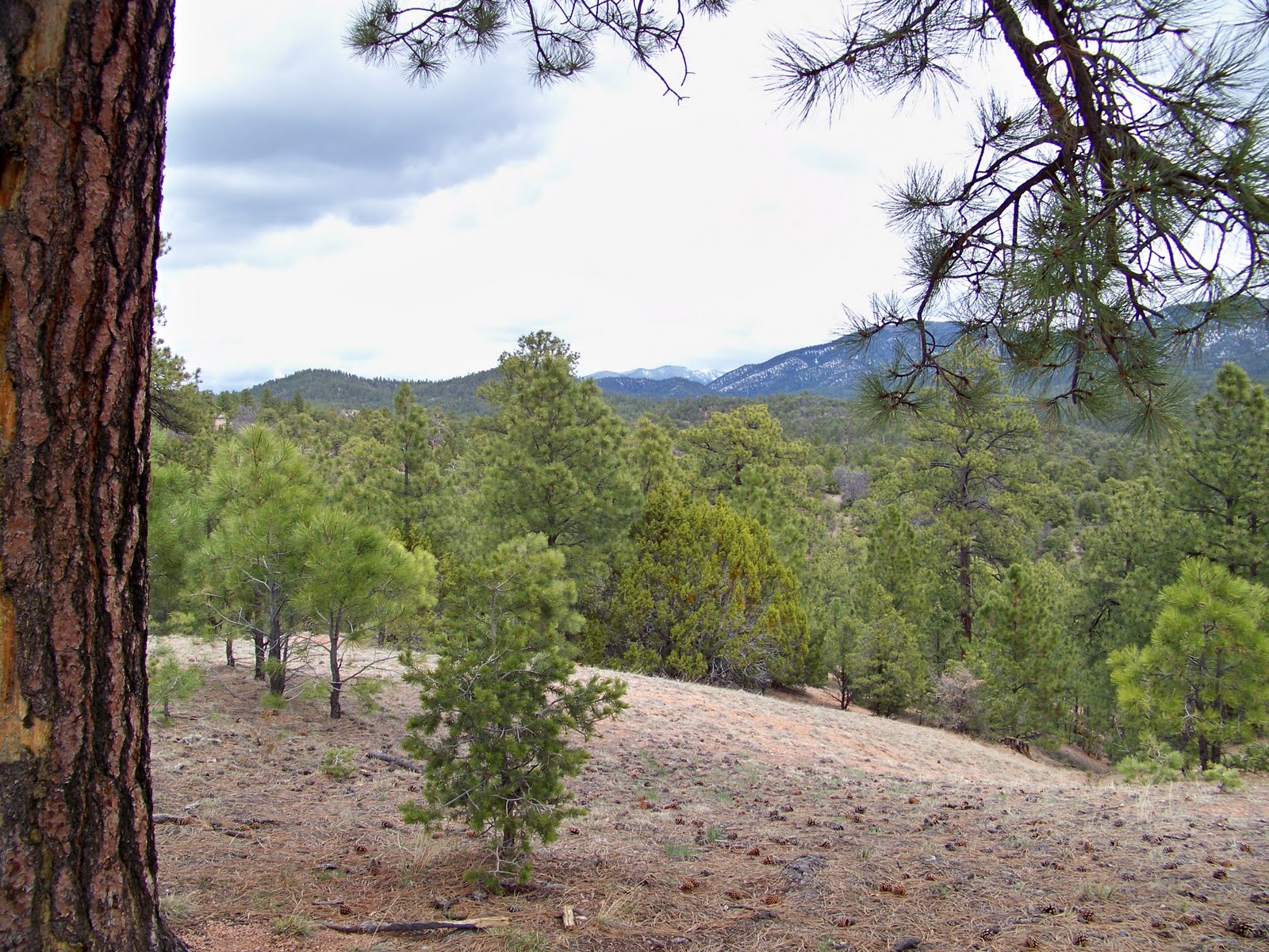 La Casa de Towanda Up on Santa Fe National Forest Road 79