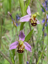 orchidée sauvage - terrain du Dolmen de Clamarquier