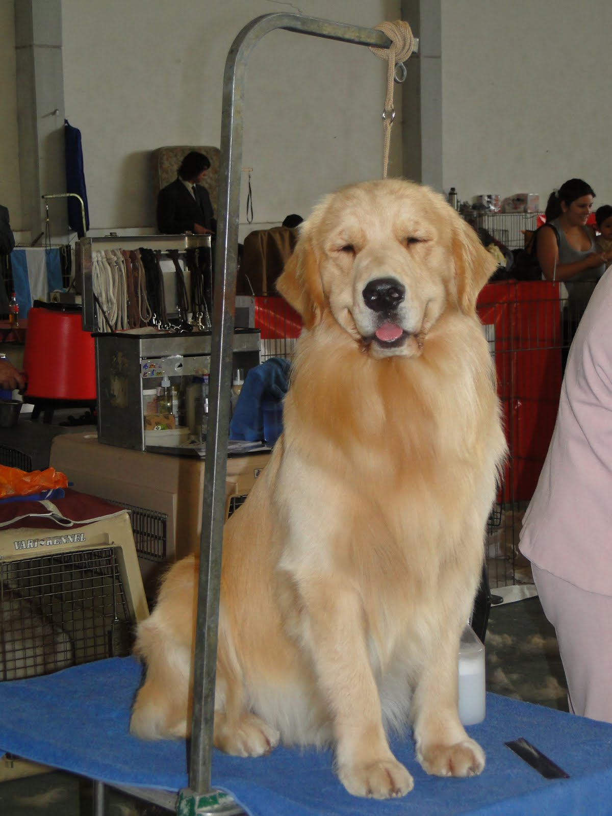 Gold Level Kennel Gold Level Kennel ( Ex Olympikus Golden )