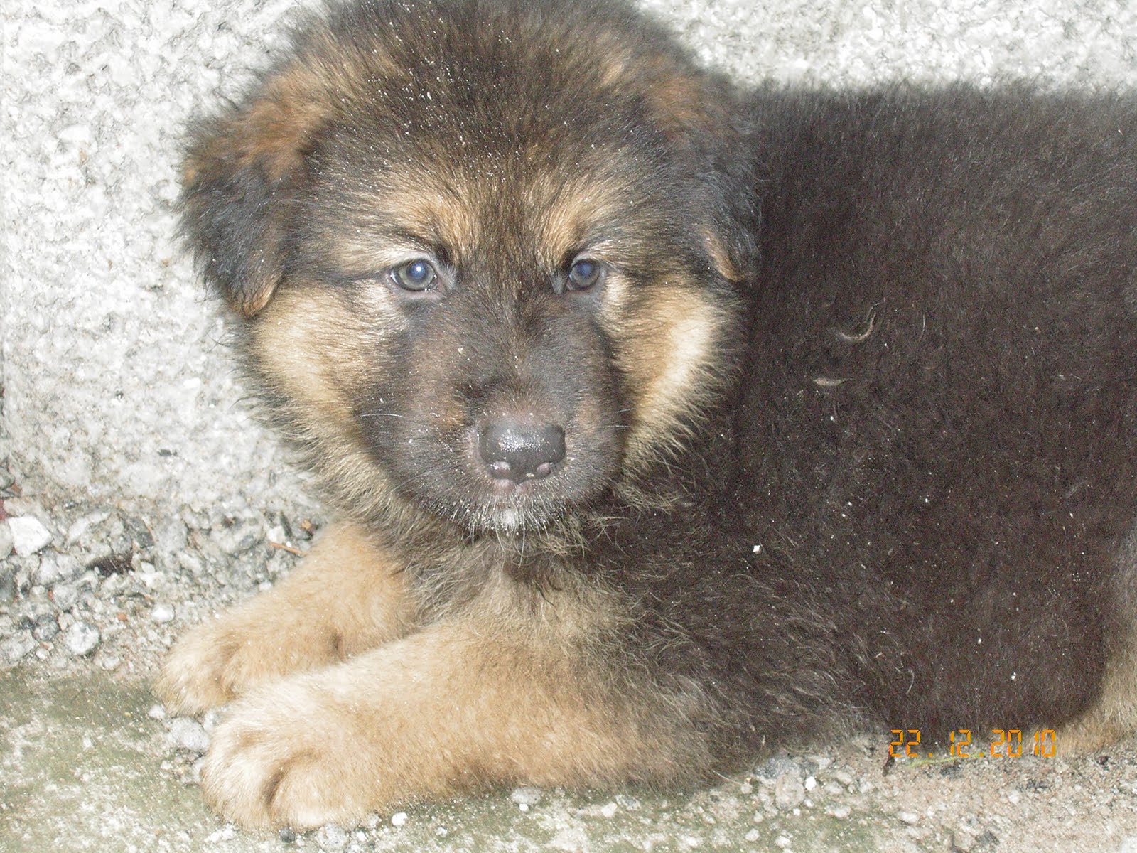 Buy German Shepherd Puppies German Shepherd Puppies for