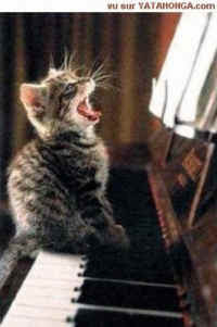photo of a kitten appearing to sing while sitting on a piano