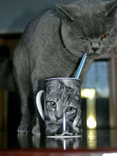 photo of a cat drinking from a cup with a picture of a cat on it.