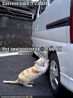 photo of a cat scratching a car tire