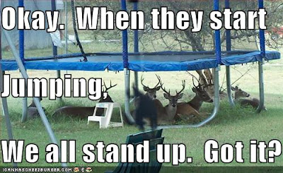 photo of a bunch of deer with antlers underneath a trampoline