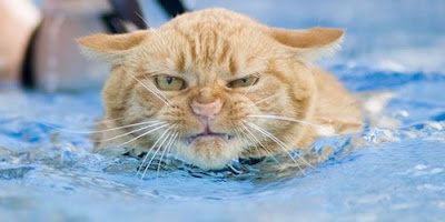 photo of a mad cat in the water