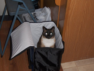 photo of a cat in a bag