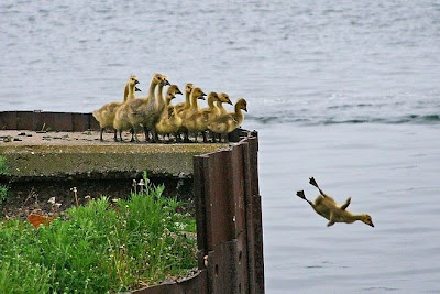 photo of a duck being pushed off a pier