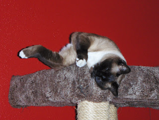 photo of Koko leaning over the side of his scratching post