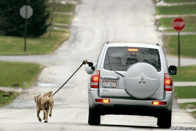 photo of a guy walking a dog while driving his car