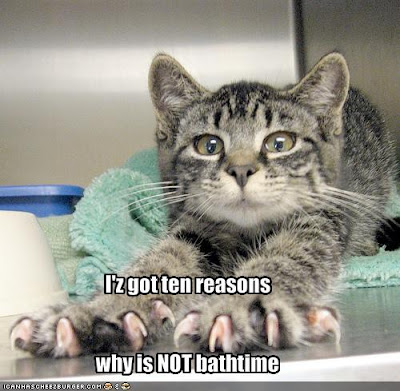 the no bath time cat