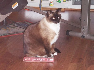 photo of koko sitting on a box