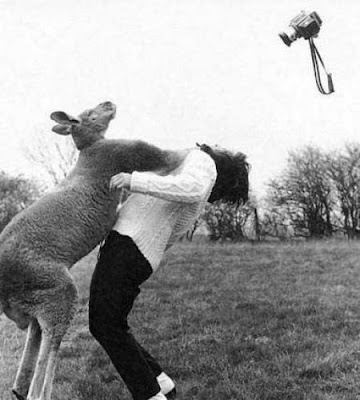 photo of a kangaroo punching a woman