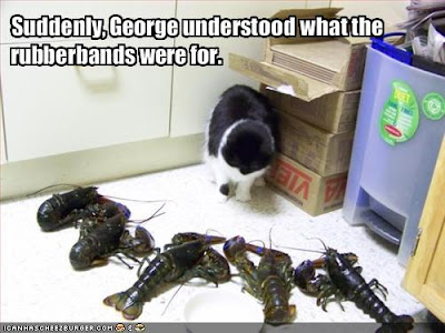 cat being attacked by lobsters