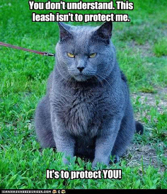 funny photo of an unhappy cat on a leash