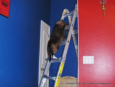 koko climbing a ladder