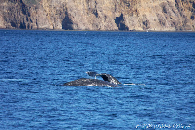 Creative Freedom Photography Blog: Gray Whales in the Santa Barbara Channel