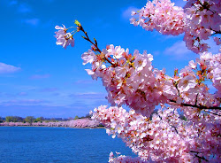 cherry blossoms blossom flower pink lotus water nature japanese japan flowers sakura meaning background desktop scene sea spring scenery deviantart