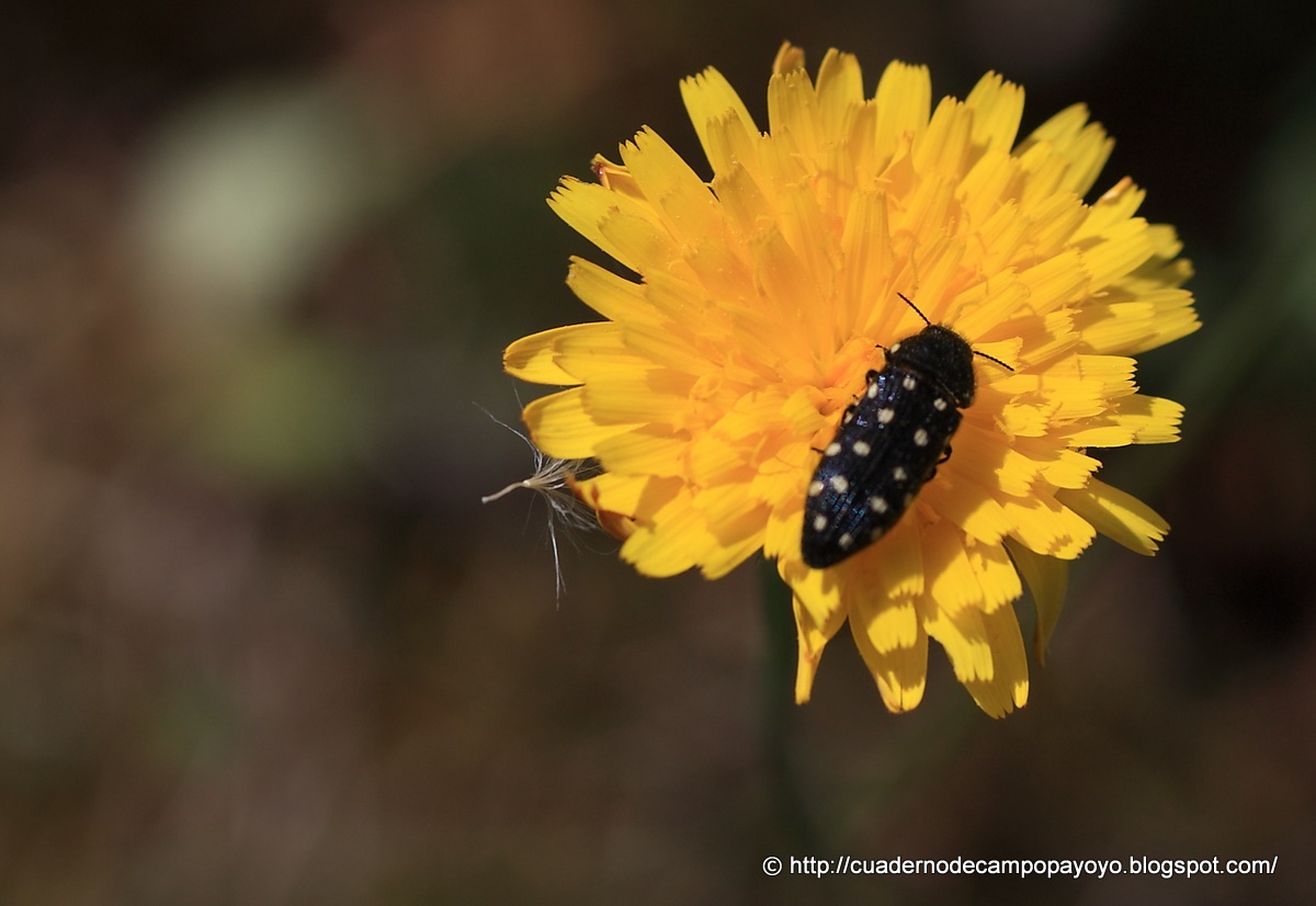 Cuaderno de Campo Payoyo: Algunos insectos fotografiados en mayo