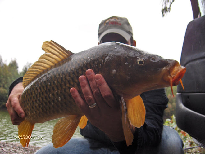 Carpa 6 kg Aguieira 15 Maio 2008