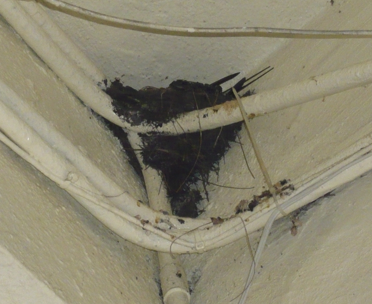[swallow[2].jpg]