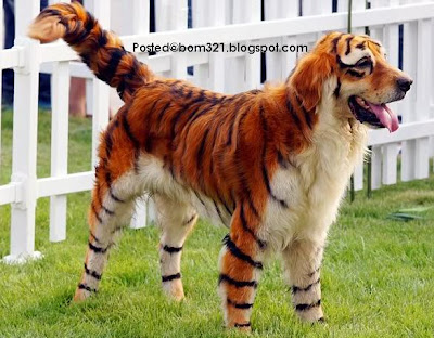 Anjing Berbulu Harimau !