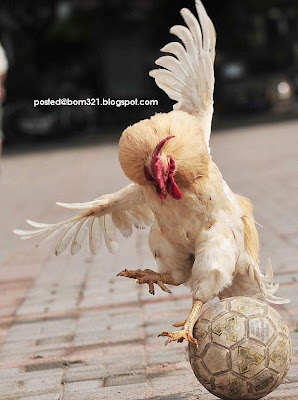 chicken soccer